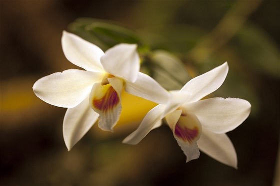 Jedna z vystavených orchidejí.