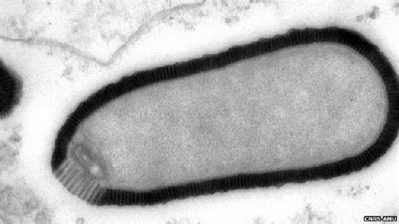 Třicet tisíc let starý vir znovu ožil v laboratoři.