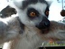 Lemur, selfiels
