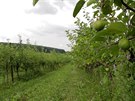 Schauerovy sady - najdete tu jabloně, hrušně, meruňky, brokve, třešně i...