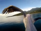 Let pelikána "oima" kamery pímo ze zobáku