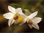Jedna z vystavených orchidejí.