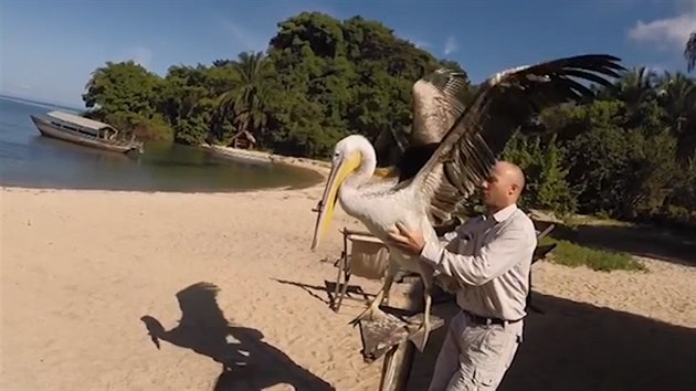 Mladý pelikán s kamerkou na pevno připevněnou na zobáku