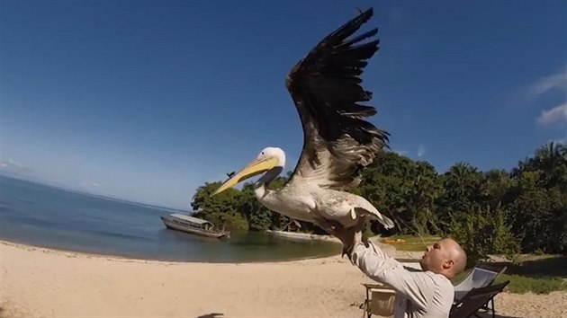 Vypuštění pelikána s kamerkou na zobáku