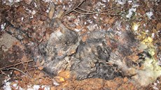 Na Berounsku se za poslední rok na�lo p�t psích t�l bez hlavy