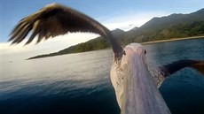 Let pelikána "oima" kamery pímo ze zobáku