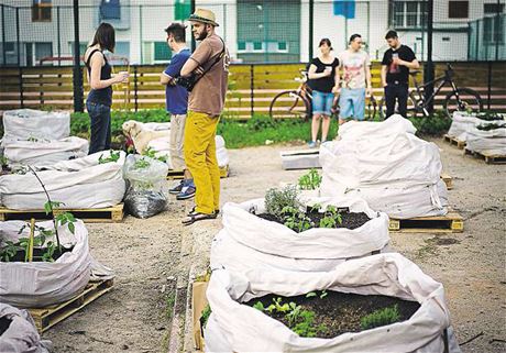 Noví pratí zahrádkái. Loni se na ikov otevela komunitní zahrada Ulitej