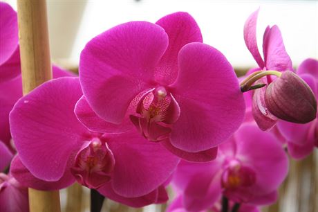 Phalaenopsis, syt rov kultivar 