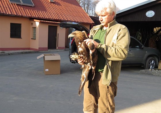 Petr Orel a poranná orlice Tonika po zákroku veterináe na dvoe záchranné...