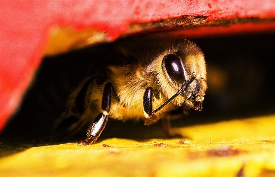 Včelaře ve Zlínském kraji ohrožuje včelí mor. Ilustrační snímek