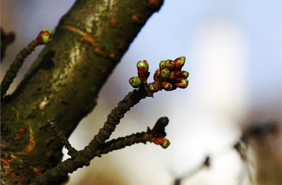 Botanická zahrada (ilustraní foto)