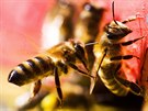 Vela stojící na stn úlu se nechává oetovat velkou ze stejného úlu sosákem.