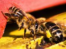 Vely vylétávají z úlu, kdy je 13 a 15 stup nad nulou. Kdy teplota klesne,...