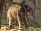 Ptitýdenní sloní samika se v pondlí poprvé prola po venkovním výbhu.