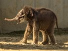 Ptitýdenní sloní samika se v pondlí poprvé prola po venkovním výbhu.
