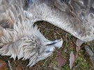 Tlo mrtvého orla moského nalezené na strom poblí Protivína na Písecku.
