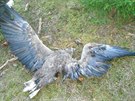 Tlo mrtvého orla moského nalezené na strom poblí Protivína na Písecku.