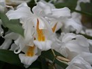 Chladnomilná orchidej z Himálaje, Coelogyne cristata, byla oblíbenou pokojovou...