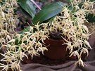 Kíenec australských druh Dendrobium speciosum a Dendrobium tetragonum kvete...