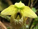 Orchidej Paphiopedilum malipoense byla objevena v severním Vietnamu teprve v...