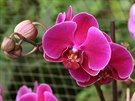 Opt orchidej rodu Phalaenopsis, oblíbený rový hybrid