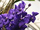 Hybridní orchideje pedpstované v Thajsku a dopstované v Holandsku patí k...