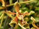 Orchidej Paraphalaenopsis labukensis patí k tm opravdu vzácným a cenným....