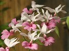 Orchidej Calanthe rosea pochází z jihovýchodní Asie.