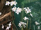 Bohat kvetoucí Phalaenopsis, botanický druh. praktická ukázka toho, e u...