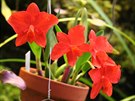 hav erven kvetoucí orchidej Sophronitis coccinea pochází z hor Brazílie,...