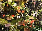 Vitrína s horskými botanickými orchidejemi.