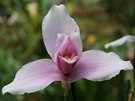 Kvt orchideje Lycaste skinerii. Krásný exemplá pvodního druhu pivezla...