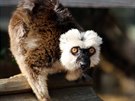 Lemur bloelý 