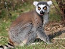 Lemur kata - i ti se letos dostali do venkovního výbhu díky poasí mnohem...