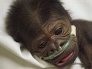 Gorilí mlád narozené v Safari parku v San Diegu má zápal plic.