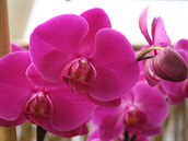 Phalaenopsis, sytě růžový kultivar 