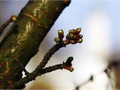 Botanická zahrada (ilustraní foto)