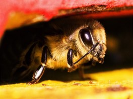 Včela vylézá z úlu a čistí si tykadla.