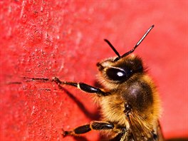 Včela si jen tak jde po stěně úlu.