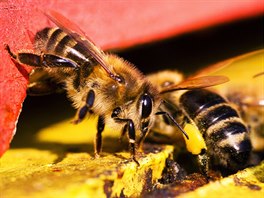 Včely vylétávají z úlu, když je 13 až 15 stupňů nad nulou. Když teplota klesne,...