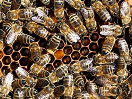 Včely krmí vylíhlé červíky nové generace.