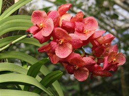 Hybridn orchideje pedpstovan v Thajsku a dopstovan v Holandsku pat k...