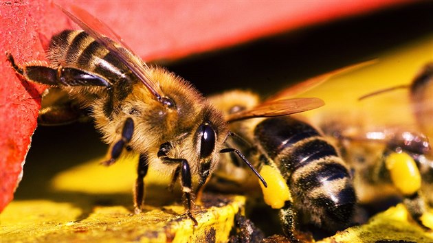 Včely vylétávají z úlu, když je 13 až 15 stupňů nad nulou. Když teplota klesne, včely se shlukují do hroznů, aby se zahřály. Takto dokážou přežít až 35stupňové mrazy. Vylétající včela se dorozumívá se včelou, která právě přilétla s nektarem a rousky pylu.