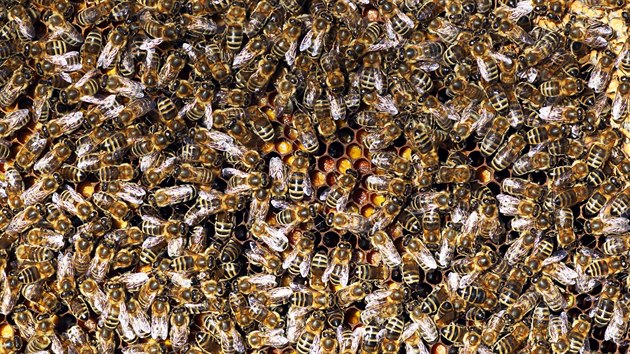Běžná činnost včel na plástu. Zdánlivě chaotická, ale uprostřed plástu jsou vidět buňky plněné rousky pylu. Je vidět i různá barevnost pylu v buňkách, což je velmi pozoruhodné, protože v úlu je úplná tma. Včely umějí dávat do jedné buňky pyl ze stejných květů.