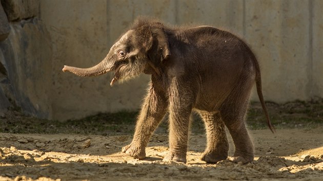 Pětitýdenní sloní samička se v pondělí poprvé prošla po venkovním výběhu.