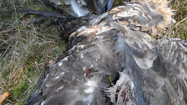 Tlo mrtvho orla moskho nalezen na strom pobl Protivna na Psecku.