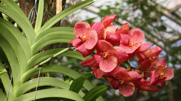 Hybridn orchideje pedpstovan v Thajsku a dopstovan v Holandsku pat k tm vizuln nejatraktivnjm.