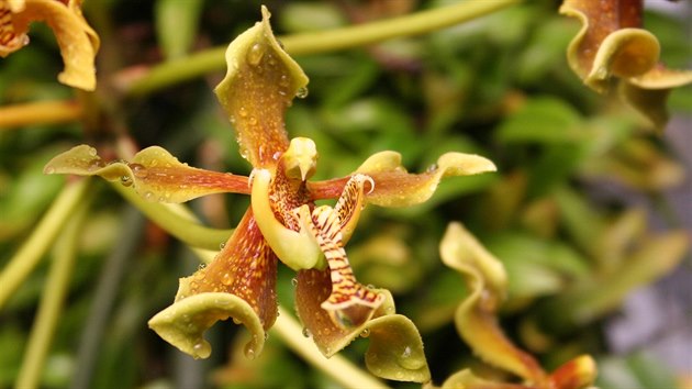 Orchidej Paraphalaenopsis labukensis patří k těm opravdu vzácným a cenným. Pochází z Bornea, kde roste na poměrně malém území údolí Labuk.