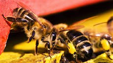 Včely vylétávají z úlu, když je 13 až 15 stupňů nad nulou. Když teplota klesne,...