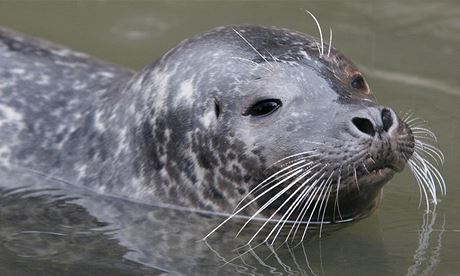 Svtový den vody si pipomene se svými návtvníky napíklad jihlavská zoologická zahrada. Nabídne kvíz, ale i komentované krmení tule.